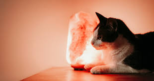 They are carved out of pink himalayan salt and believed to have various health. Himalayan Salt Lamp Dangers To Cats Pets Outweigh Personal Benefits