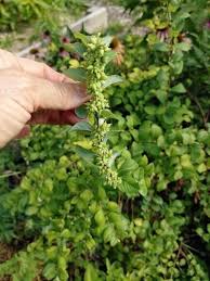 Image result for Strombosiopsis