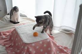 100均の材料で作った 猫用コタツ を猫に使ってもらった ライフ マイナビニュース ワンコ 猫 キュートな猫