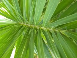 Image result for Wodyetia bifurcata