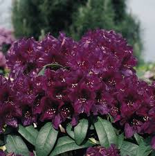 Rhododendron Polarnacht I Love Rhoddies And I Don T Care Who Knows Season Plants Rhododendron Care Plants