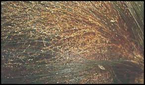 The best method of application is to apply the oil or oil derivative to your head, cover it with a shower cap, and keep it overnight. How To Get Rid Of Lice And Nits Home Remedies Get Rid Of Lice Naturally