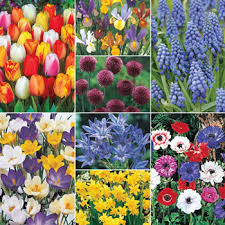 Flowers bulbs for sale online. Flower Bulbs For Sale Buy Flowering Bulbs Michigan Bulb Company