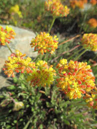 Sulfur is the third most abundant mineral in the body and is commonly your body cannot make sulfur, which means you must get it from the foods you eat. Eriogonum Umbellatum Sulphur Flower Buckwheat Osu Extension Service