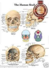 Details About New The Human Skull Anatomy Anatomical Diagram Guide Chart Print Premium Poster