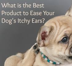 What Is The Best Product To Ease Your Dog S Itchy Ears Itchy Dog Ears Itchy Ears Itchy Dog