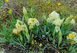 Image result for Quassia undulata