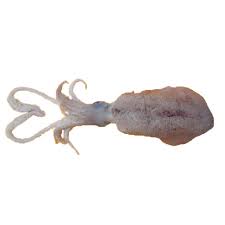 Is cuttlefish halal in islam / is squid halal quora : Product Of Category Halal Frozen Seafoods