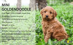 Breedoftheweek A Little Bit Of Curl And A Whole Lot Of Sweet For Something So Cute And Mini Mini Goldendoodle Goldendoodle Puppy For Sale Goldendoodle