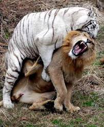 Pemenang dan paling kuat dalam lawan pertarungan. Download 440 Koleksi Gambar Elang Vs Harimau Terbaik Gratis Pixabay Pro