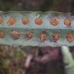 Image result for Lepisorus excavatus