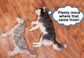 What is the best dog hair remover? 6 Best Pet Hair Removers For A Fur Free Home 23 Tested