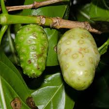 Image result for Morinda