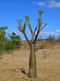 Image result for Pachycarpus firmus