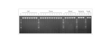To isolate genomic dna from animal tissue. Intron Biotechnology Dr