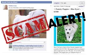 Like most of online stores, puppies for sale wisconsin craigslist also offers customers coupon codes. 10 Signs Of Puppy Scams And How To Avoid Being Tricked