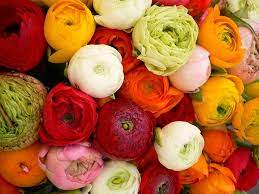 Ranunculus Bouquet Ranunculus Flowers Ranunculus Bouquet Ranunculus