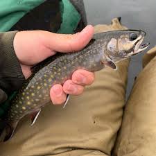 Fishing Report June 8 Lots Of Trout Stream Fishing Action Manchester Ink Link
