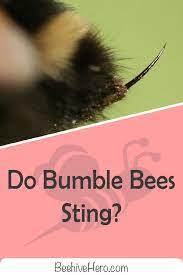 Attacks usually occur near the hive because the bee is defending the hive. Can A Bumble Bee Sting Yes It Can But Fortunately They Aren T As Aggressive As Other Bees Click The Pin To Learn Ever Bee Sting Bumble Bee Bumblebee Sting