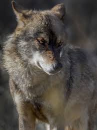 84 A Werewolf Anatomy Ideas In 2021 Werewolf Werewolf Art Lycanthrope