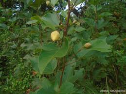 Image result for Azanza lampas