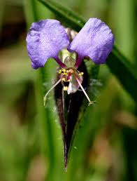 Image result for Commelina schweinfurthii