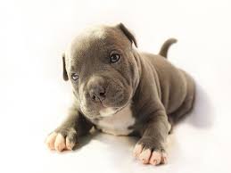 Hi, i was just wondering my puppy who i got at 3 weeks old from a bad situation is very mouthy. Cute Puppy Pictures Of American Bully