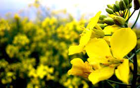 Gelbe Blumen Hintergrundbilder Gelbe Blumen Frei Fotos Hintergrundbilder blumen wild malerisch blume farbe. gelbe blumen hintergrundbilder gelbe
