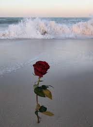 Your red rose beach stock images are ready. Https All Images Net Wallpaper Iphone Beach 96 Wallpaper Iphone Beach 96 Rose Wallpaper Red Roses Wallpaper Nature Photography