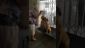 Gift something comfortable and luxurious to your pets with factory dog beds at alibaba.com. Home Mutcho