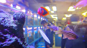 Peto is australia's largest dog & cat store. Hong Kong China Circa Jan 2015 Beautiful Brightly Colored Saltwater Fish Displayed In A Pet Shop In Downtown Hong Kong Video By C Pz Axe Stock Footage 77349132