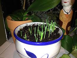 When is a recycled product better than the original? Make Seed Paper Nasa Climate Kids