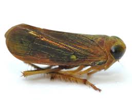 Image result for Landolphia incerta