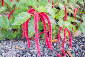 Image result for Acalypha sonderiana