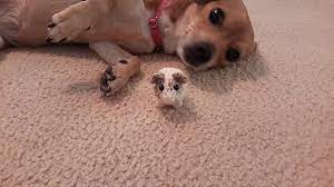 Scotty's pregnant foster guinea pig had her babies! Ravelry A Knitted Newborn Guinea Pig Pattern By San Ko