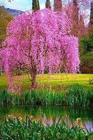 Picpublic On Twitter Beautiful Tree Tree Flowering Trees