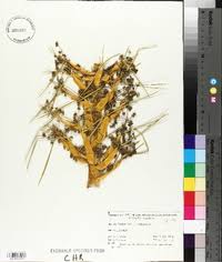 Image result for Afroligusticum runssoricum