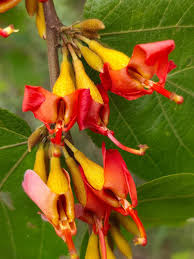 Image result for Helicteres