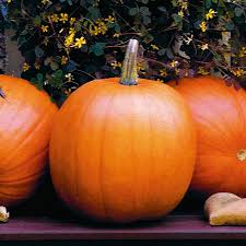 Jack O Lantern Pumpkin Classic Round Shape And Flavor