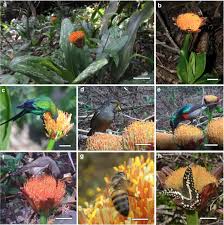 Image result for Scadoxus membranaceus
