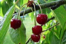 Comment Eviter Les Vers Dans Les Cerises Avec Images Arbre Fruitier Cerise Maladie Cerisier
