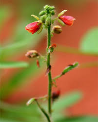 Image result for Chamaecrista absus