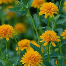 Sonnenauge Sonnenauge Pflanzen Garten Pflanzen