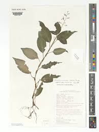 Image result for Aneilema umbrosum