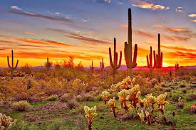 A when we were able to get out there and see the nest from the ground … it was quite exciting. how arizona is this! Amazon Com Colorful Sunset With Saguaro Cactus Sonoran Desert Arizona Photo Art Print Cool Huge Large Giant Poster Art 54x36 Posters Prints