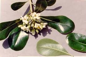 Image result for Pittosporaceae