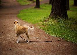 Why Does My Dog Runs From Me Nuzzle