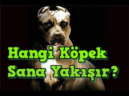 Hangi Kopek Sana Yakisir Kisilik Testi Youtube