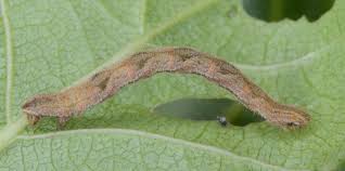 Image result for Eupithecia subfuscata