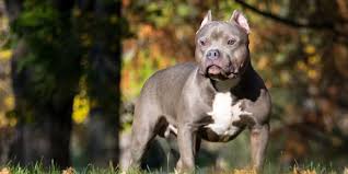 Ceci est dû à leurs attributs physiques c'est pourquoi nous allons vous expliquer dans ce nouvel article de planète animal, comment dresser un pitbull efficacement et convenablement ! L American Bully Caractere Origine Conseils D Elevage Sante